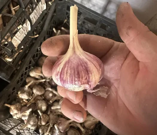 Чеснок Любаша на посадку от собственника - фото № 1
