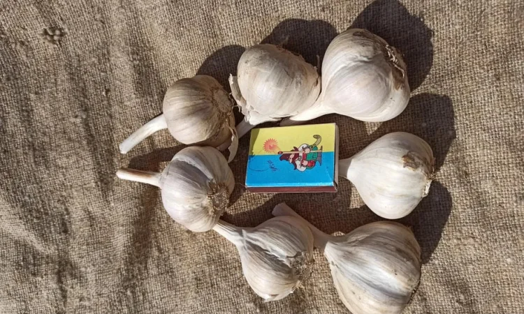 Домашній часник різних сортів для посадки - фото № 2