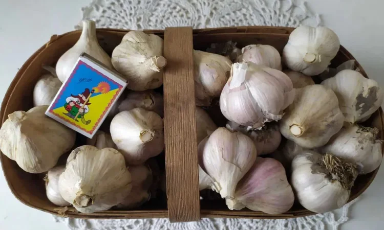 Домашній часник різних сортів для посадки - фото № 1