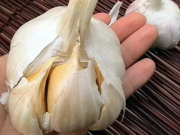 Рокамболь для посадки, 0,2 кг - фото № 1