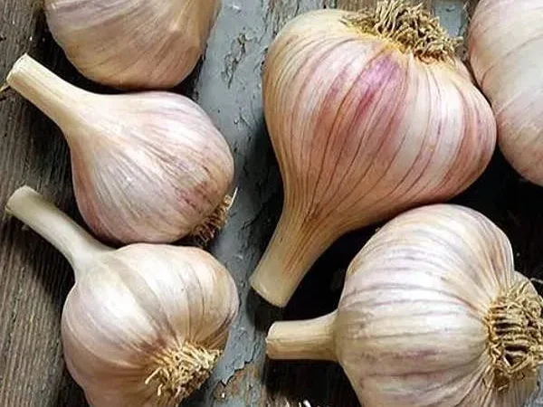 Часник Любаша для посадки - фото № 1