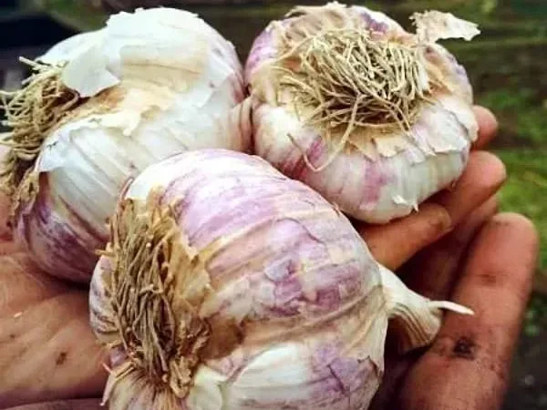 Часник Гермідор на посадку 0,5 кг - фото № 1