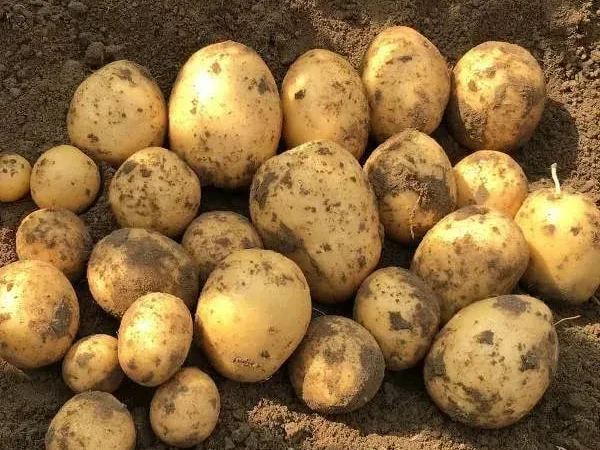 Картопля Констанс на посадку, кг - фото № 1