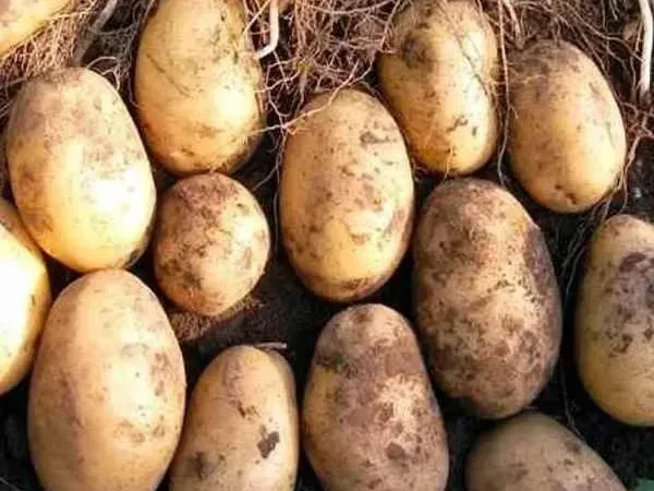 Картопля Тайфун для посадки, кг - фото № 1