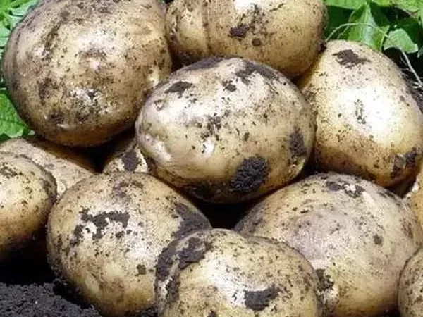 Насіннєва картопля Євростарч на продаж - фото № 1