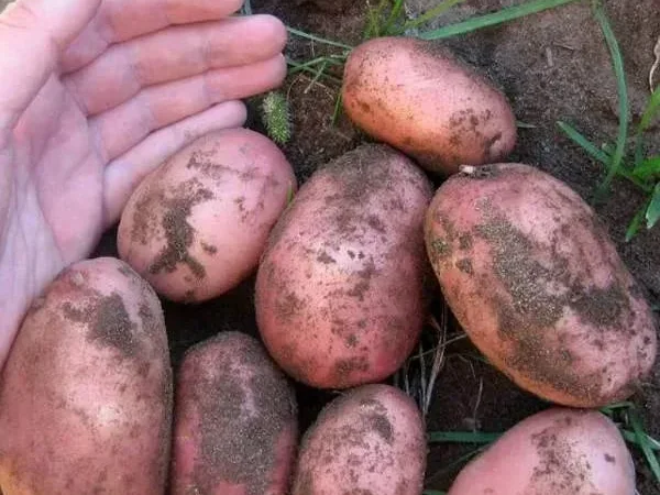 Продаж насіннєвої картоплі Белла Роса, кг - фото № 1