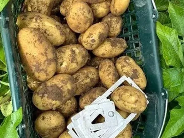 Картопля Корінна для посадки - фото № 1