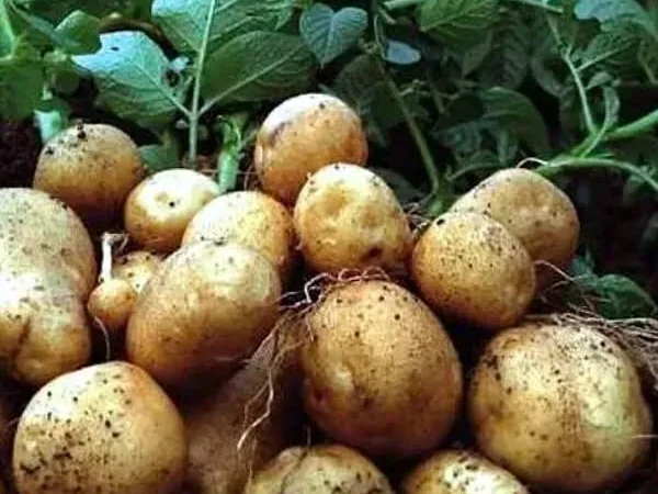 Картопля Кіммерія на посадку, кг - фото № 1