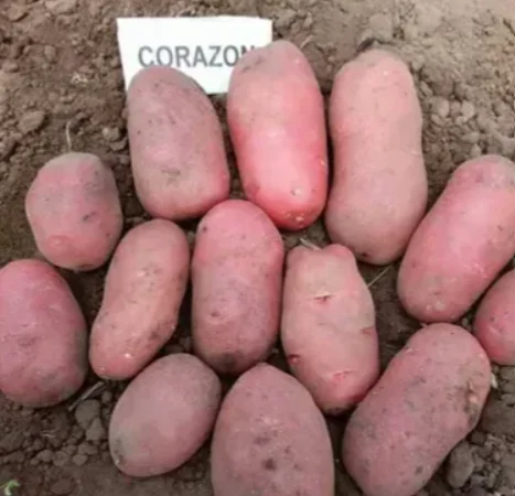 Картопля Коразон для посадки 2,5 кг - фото № 1