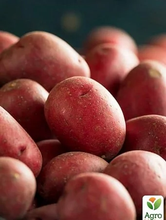Продаж картоплі "Белла Росса" раннього сорту - фото № 1