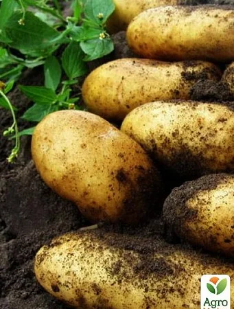 Насіннєва картопля Гранада середньостигла - фото № 1
