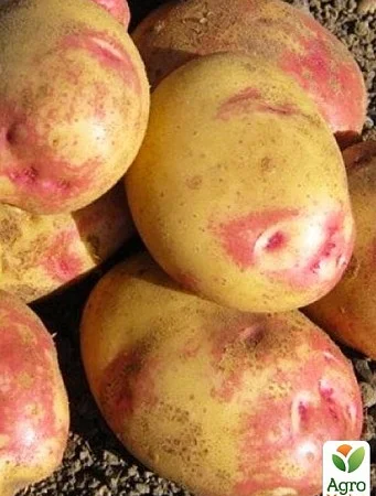 Картофель "Пикассо" семенной позднеспелый - фото № 1
