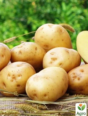 Семена картоплі Рив'єра ранні - фото № 1