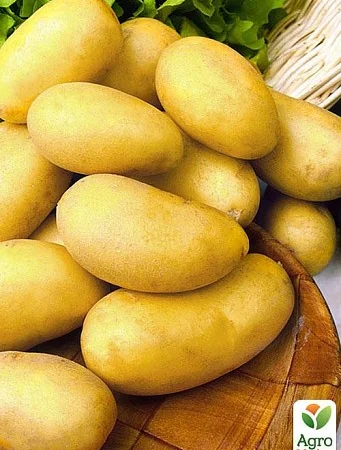 Картопля Челенджер на посадку - фото № 1