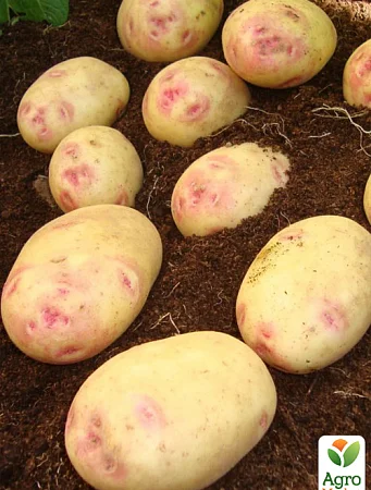 Картопля Пікассо насіннєва 5кг на продаж - фото № 1