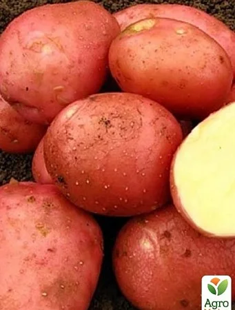Картопля 'Белла Росса' насіннєва рання 5кг - фото № 1