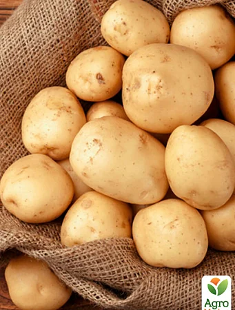 Картопля Рів'єра насіннєва 5кг - фото № 1