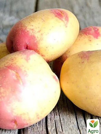 Картопля Пікассо насіннєва 10 кг - фото № 1