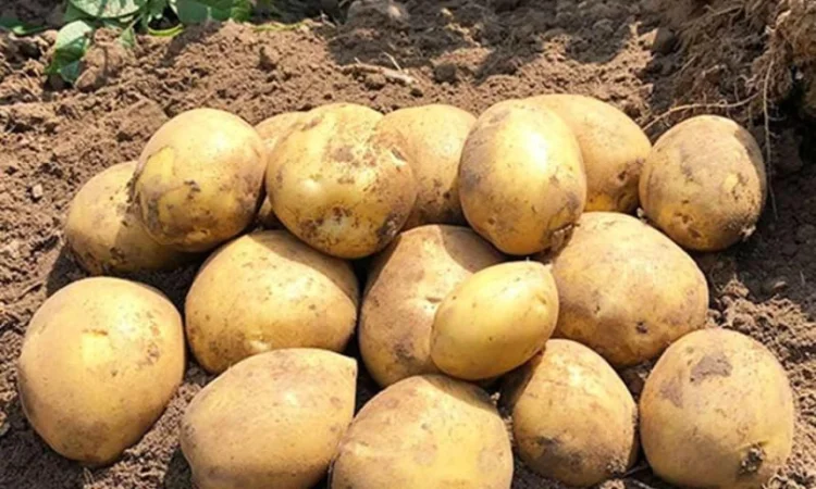 Картопля Сорая для посадки - фото № 1