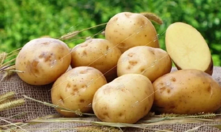 Продажа насиннєвої картоплі Рив'єра - фото № 1