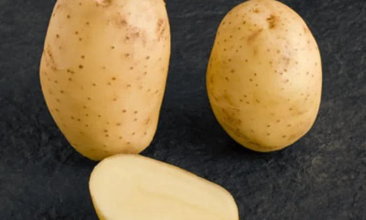 Картопля Мелоді на продаж - фото № 1