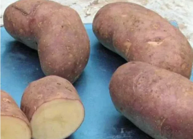 Насіннєва картопля Тірас для продажу - фото № 1