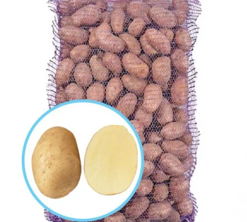 Насіннєва картопля Арізона на посадку - фото № 1