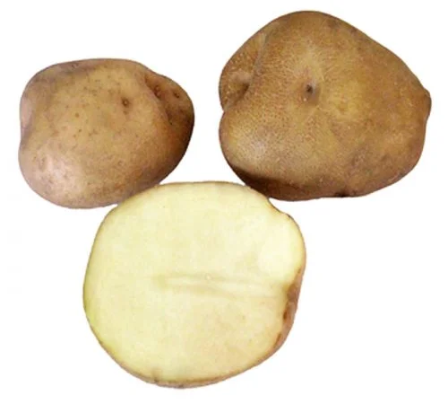Насіннєва картопля Щедрик на продаж - фото № 1