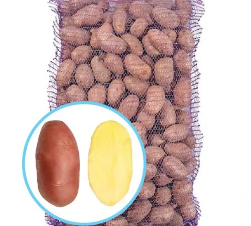 Насіннєва картопля Ред Скарлет на продаж - фото № 1