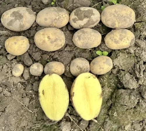 Насіннєва картопля сорту Мікадо на продаж - фото № 1