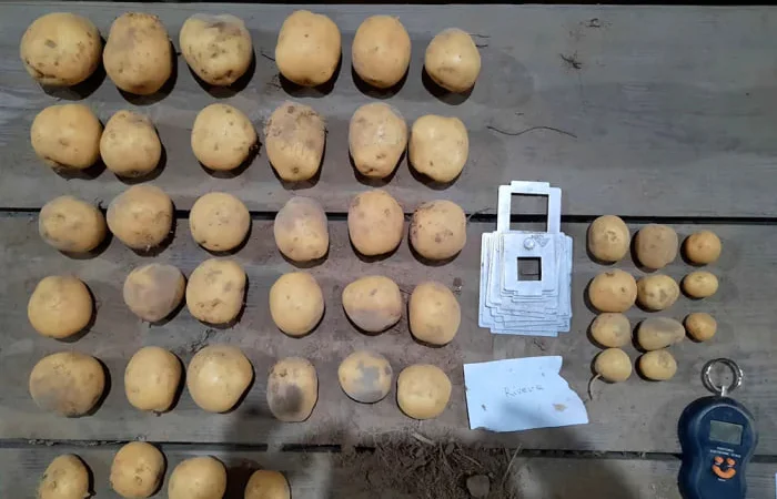 Картопля сорту Рів'єра на продажу - фото № 1