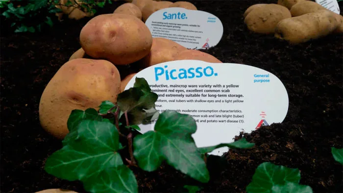 Продаю картоплю сорту Пікассо - фото № 1