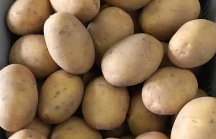 Картопля Бельмонда на посадку - фото № 1