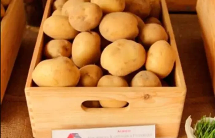 Продажа насіннєвої картоплі Рив'єра - фото № 1