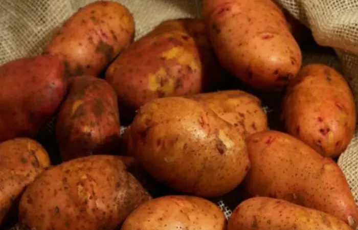 Насіннєва картопля Тирас (ультрарання) для продажу - фото № 1