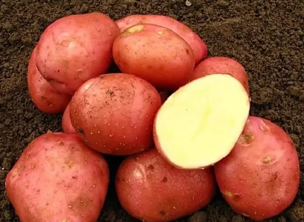 Насіннєва картопля сорту Беллароза - фото № 1