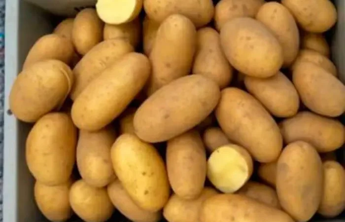 Продажа насіннєвої картоплі Гранада - фото № 1