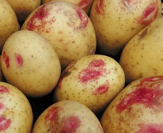 Насіннєва картопля Пікассо для продажу - фото № 1
