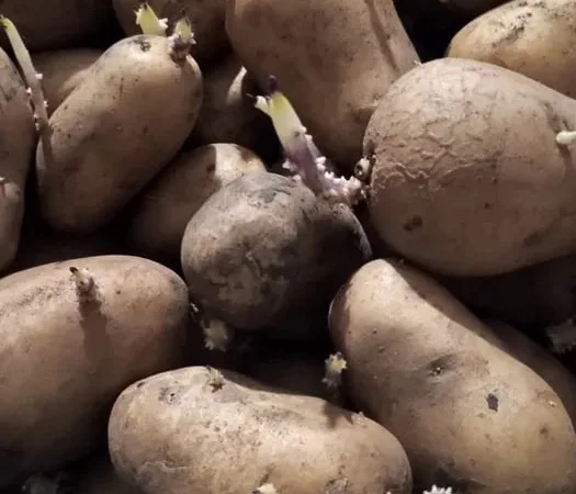 Продажа картофеля сортов Адретта и Беллароса - фото № 1