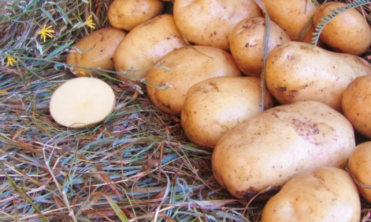 Картопля Рив'єра на посадку - фото № 1