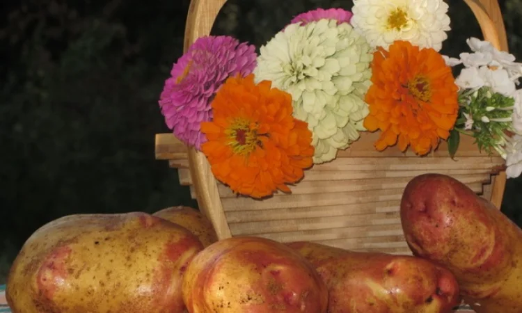 Картофель позднего сорта Пикасо на посадку - фото № 1