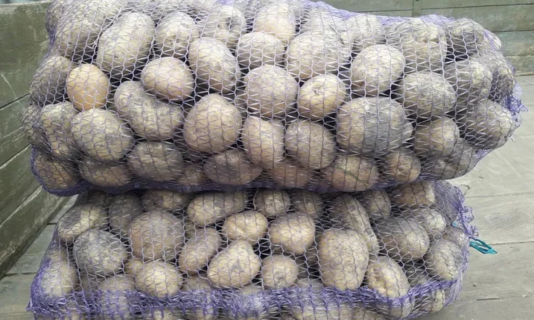 Продажа картофеля сортов Санте, Конект, Лабела - фото № 1