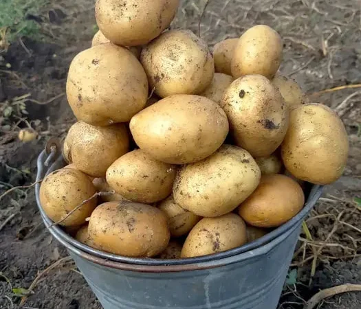 Картофель на посадку сортов Санте и Белороса - фото № 1