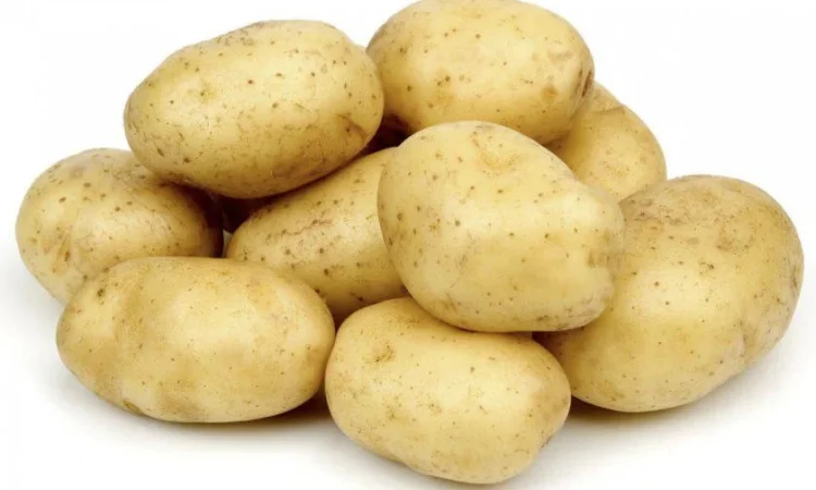 Продаж насіннєвої картоплі сорту Мелоді - фото № 1