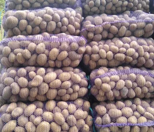 Куплю картоплю Мелоді на посадку - фото № 1