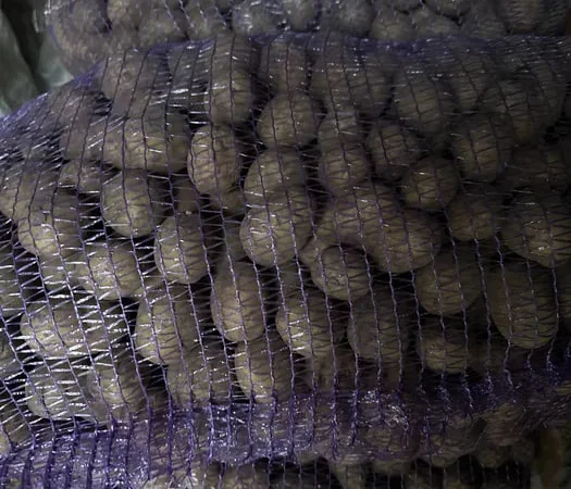 Продаж насінної картоплі сорту Мелоді - фото № 1