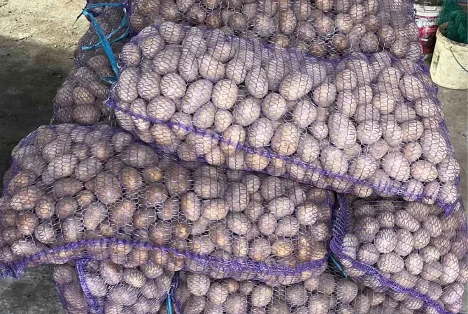 Насіннєва картопля сорту Мелодія - фото № 1