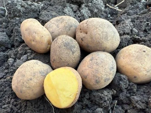 Картопля Мелоді велика і чиста, свіжий урожай - фото № 1