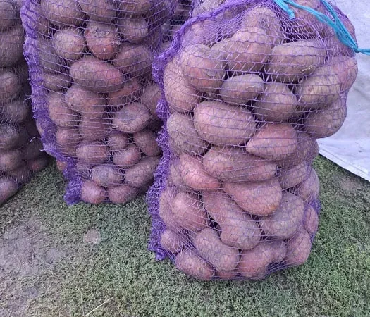 Продаж картоплі на посадку Балтік Роуз та Мелоді - фото № 1