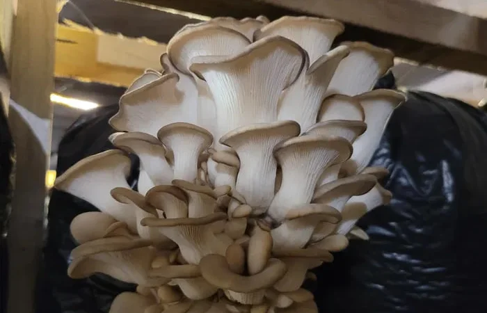 Грибні блоки вешенки 8 кг від виробника - фото № 1